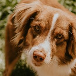 Bailey - Australian Shepherd
