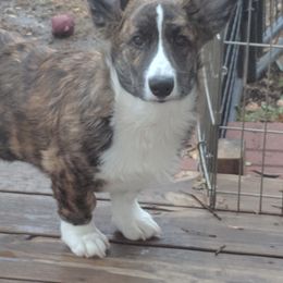 Cardigan Welsh Corgi Puppies from Bendi Cardigans
