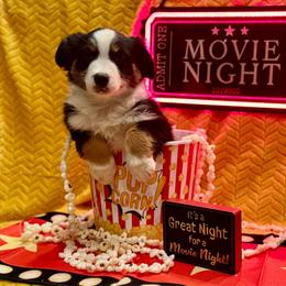 Sparkle - Black tri female Miniature American Shepherd puppy in Rochelle, Illinois from Countryside Kennels and Aussies