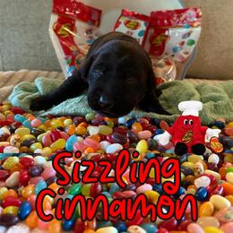 Sizzlin Cinnamon - Black male Labrador Retriever puppy in Water Valley, Mississippi from Three Lakes Labs & WHDs