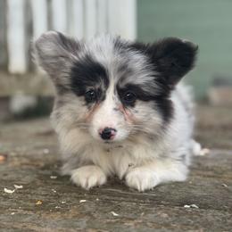 Mazy (yellow) fluffy - Blue merle and white female American Corgi puppy in East Oakdale, California from Rhettro Kennels