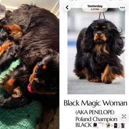 A bit of black magic - Black and tan female Cavalier King Charles Spaniel puppy in Saint Augustine, Florida from STARGAZER CAVALIERS