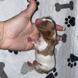 Cavalier King Charles Spaniel Puppies from Cassie’s Cavaliers
