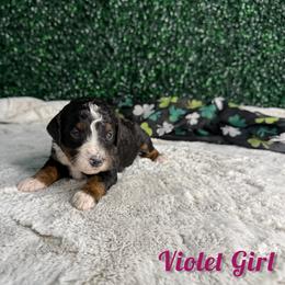 Violet girl - Tri-color female Bernedoodle puppy in Modesto, California from Two Doods Doodles
