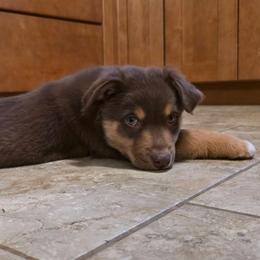 Gunnison Reserved - Red tri-color male Australian Shepherd puppy in Solon, Maine from Mountain Range Australian Shepherds