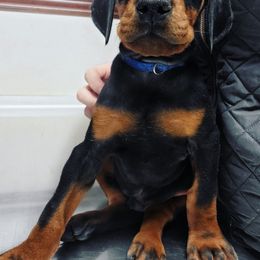 Doberman Pinscher Puppies from Makkr Ridge Dobermans