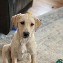Labrador Retriever Puppies from Blueblood British Gundogs