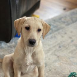 Labrador Retriever Puppies from Blueblood British Gundogs