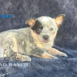 Prancer - Blue female Australian Cattle Dog puppy in Silsbee, Texas from Rockin ND Ranch