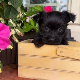 Female 2 - Black female Morkie puppy in Ludlow, Missouri from Countryside Doodles and Mohr