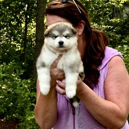 Girl 4 - Gray and white female Alaskan Malamute puppy in Ramsey, Minnesota from Windchaser Kennels