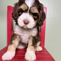 Scout - Tri-color female Australian Labradoodle puppy in Helena, Montana from Labradoodles of Montana