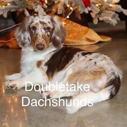 Hyla - Dachshund