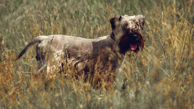 Cesky Terrier
