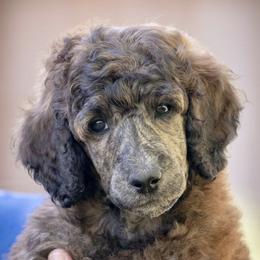 Poodles from Mistel Standard Poodles