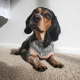 Ruby - Beagle