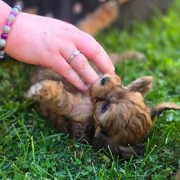 German Chocolate Cake - Brown male Cavapoo puppy in Lewisburg, Pennsylvania from Jessie's Puppies
