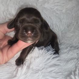 Milo - Brown male Cocker Spaniel puppy in Florence, South Carolina from Reddick's American Cocker Spaniels
