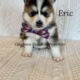 Pomsky Puppies from Goodness Gracious Pomskies