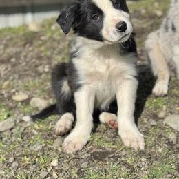 Hopper - Black and white male Border Collie puppy in Olympia, Washington from Apex Border Collies