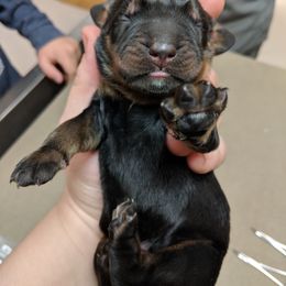 Black and Tan Coonhound and Bracco Italiano Puppies from Old Soul Black & Tan Coonhounds