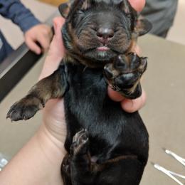 Black and Tan Coonhound and Bracco Italiano Puppies from Old Soul Black & Tan Coonhounds