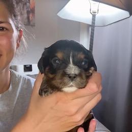 Black and Tan girl - Black and tan female Cavalier King Charles Spaniel puppy in Columbia, South Carolina from Columbia Cavaliers