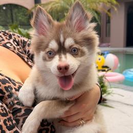 Liberty - Red and white female Pomsky puppy in Spring Hill, Florida from Besties Paw Life
