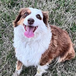 Queenie - Australian Shepherd