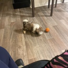 Shih Tzu Puppies from TACG