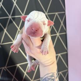 Rolo - male Alapaha Blue Blood Bulldog puppy in Hudson, New Hampshire from WICKED Alapaha Kennel