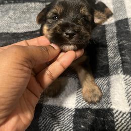 Homer 1500 - Black and tan male Yorkshire Terrier puppy in Gastonia, North Carolina from Precious pups dynasty kennel