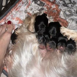 Yorkshire Terrier Puppies from The Yorkie House