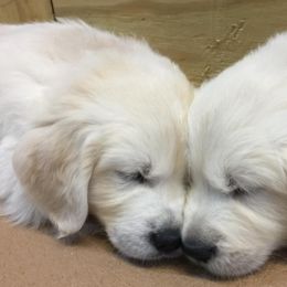 Golden Retrievers from Eastern Shore Goldens