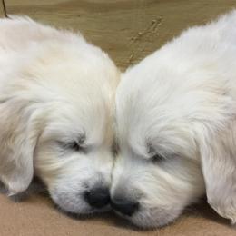 Golden Retrievers from Eastern Shore Goldens