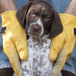 German Shorthaired Pointer puppies from VJK-MYST Kennels