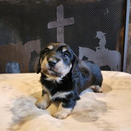 Brooke - Black and cream female Dachshund puppy in Lindsay, California from Lewis Creek Dachshunds