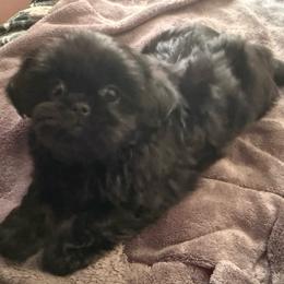 Freedom - Black male Shih Tzu puppy in Kamilche, Washington from Serendipity Shih tzu