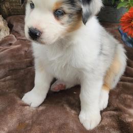 Australian Shepherds from Horns Herders Aussies