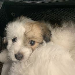 Coton de Tulear Puppies from Catawba Cotons