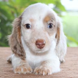 Mavis Purebred DNA Tested Parents Health Certified Family Raised Chocolate Dapple Piebald Female - Dapple female Dachshund puppy in Haines City, Florida from Divine Poodle Paradise Standard Poodles & Divine Dachshunds