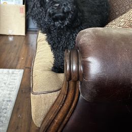 Bernedoodle, Goldendoodle, and Shih Tzu Puppies from TrueLine kennels
