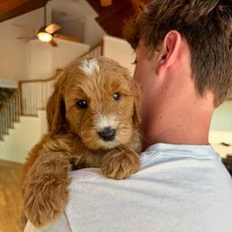 Girl 5 - Red female Bernedoodle puppy in Milford, Ohio from Doodle Duo