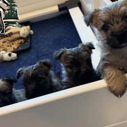 Cairn Terriers from Northwest Cairn Terriers
