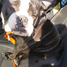 English Bulldog All Grown Up from Mudlick Bulldogs