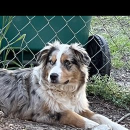 Boy - Australian Shepherd