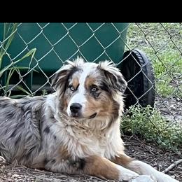 Boy - Australian Shepherd