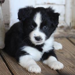 Willow - Black tri female Miniature Australian Shepherd puppy in Gretna, Virginia from Adams Acres Cattle Dogs