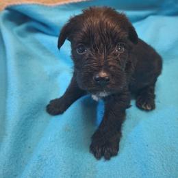 Petey - Black male Miniature Schnauzer puppy in Warrenville, South Carolina from All Paws Pet Resort