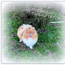 Taytum - Pomeranian
